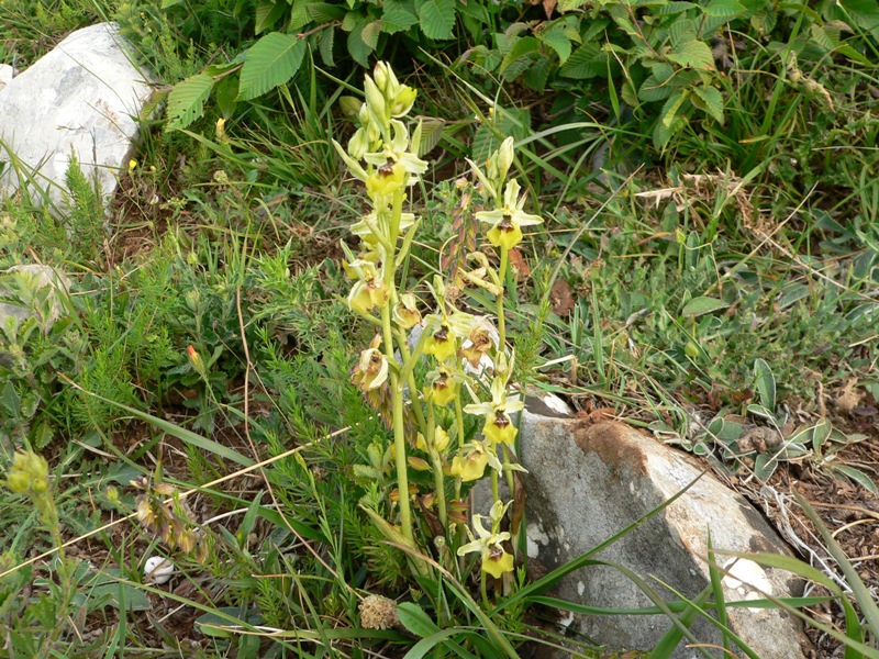 Ophrys lacaitae / Ofride di Lacaita